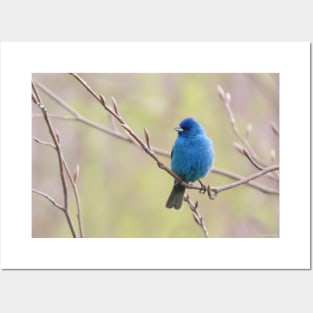 Indigo, Bunting No.2 Posters and Art